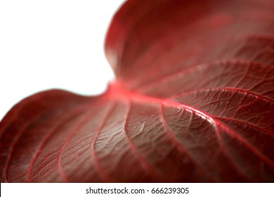 dark red leaf closeup