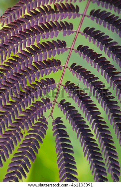 Dark Red Leaves Albiziapersian Silk Tree Stock Photo Edit Now