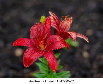 Dark Red Lilies On A Dark Brown Background In A Garden With Mulch