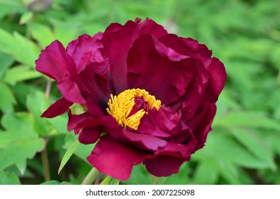 Dark Red Moutan Peony Blossom