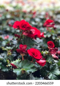 Dark Red Non Stop Begonia