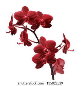 Dark Red Orchid Flowers Isolated On White Background