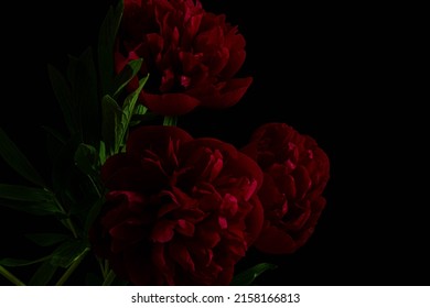 red flower pictures hd