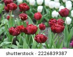 Dark red peony-flowered Double Late tulips (Tulipa) Uncle Tom bloom in a garden in April