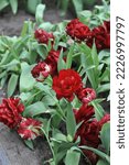Dark red peony-flowered Double Late tulips (Tulipa) Uncle Tom bloom in a garden in April