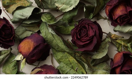 Dark red rose buds with green leaves. Dried flowers. Floral wallpaper. - 9 January 2023, Montreal, Canada - Powered by Shutterstock