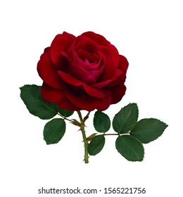 Dark red rose with green leaves isolated on white background - Powered by Shutterstock