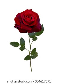 Dark Red Rose Isolated On White Stock Photo 304617371 | Shutterstock