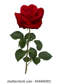 11,661 Red rose stalk Images, Stock Photos & Vectors | Shutterstock