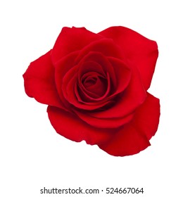 dark red rose isolated on white background