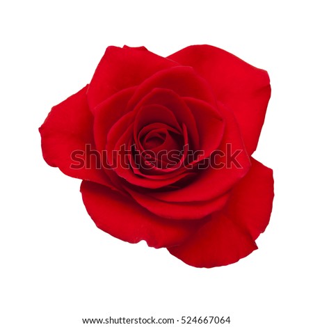 dark red rose isolated on white background