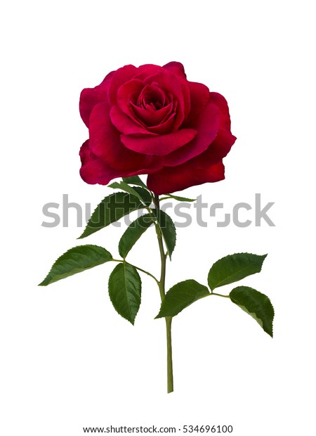 Dark Red Rose Isolated On White Stock Photo (Edit Now) 534696100