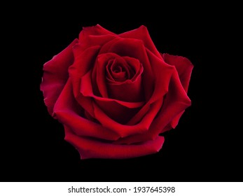 Dark Red Rose Is On Black Background