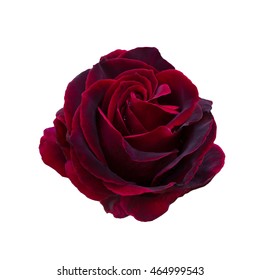 Dark Red Rose Is On A White Background