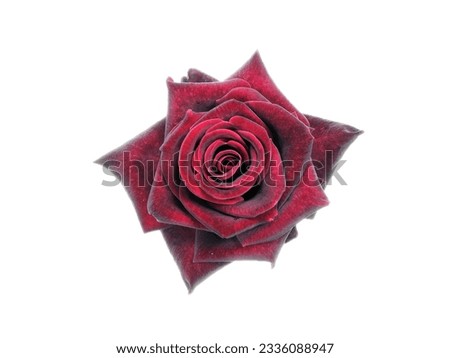 dark red rose png isolated in white bgackground for your photomanipulations