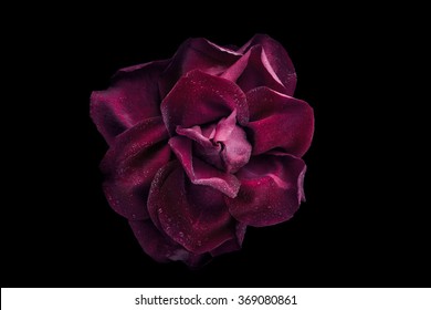 Rosa roja oscura con