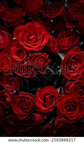 Dark red roses abstract flowers background