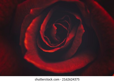 43,371 Red rose material Images, Stock Photos & Vectors | Shutterstock