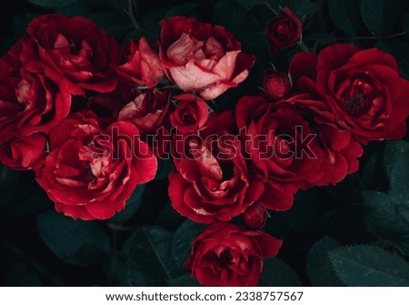 dark red roses with dark green leaves in background