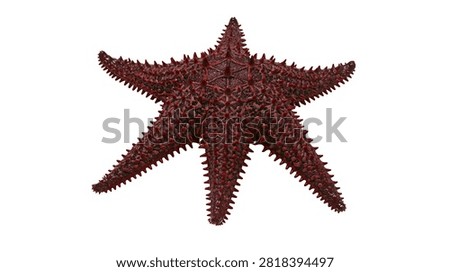 Dark red spiky starfish with five arms and textured skin