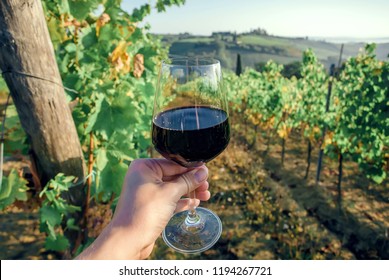 Dark Red Wine In Glass Of Drinker Over Grapevine Leaves In Wineyard. Colorful Vineyard Landscape In Italy. Meadows Of Tuscany During Garvest.