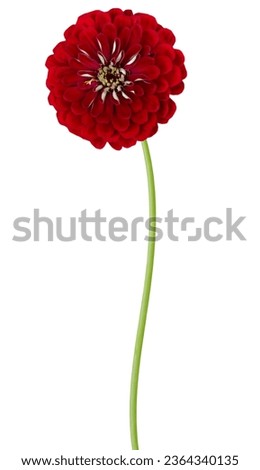 Dark red zinnia flower branch isolate white 