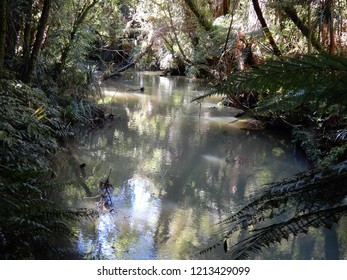 Dark river in Forest