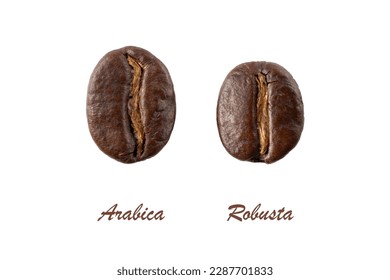 Dark roasted Arabica and Robusta coffee beans closeup isolated on white background.