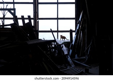 A Dark Room Full Of Old Lumber. Silhouette Of Little Cat On Window.