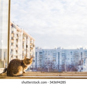 Dark room in the silhouette of a cat sitting on a sunset yellow light against high house and blue sky with white clouds Kitty sit on wooden windowsill and look down