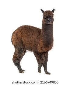 Dark Rose Grey Alpaca - Lama Pacos, Isolated On White