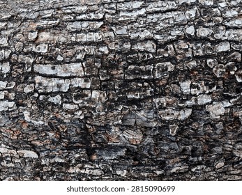 Dark rough tree bark texture background with natural horizontal scaly pattern