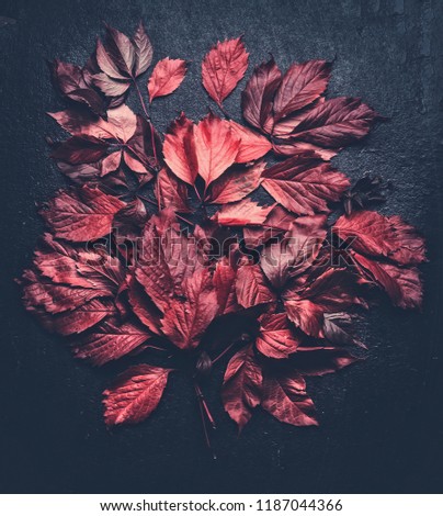 Similar – Image, Stock Photo Red Lifting Leaves Composing on Dark Background