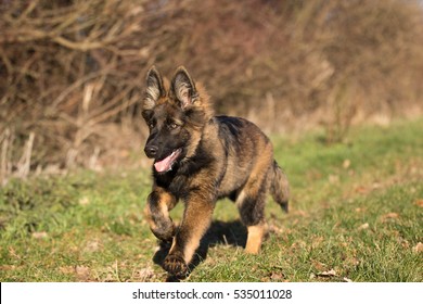 dark sable longcoated german shepherd 260nw 535011028
