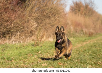 Long Coat German Shepherd Images Stock Photos Vectors