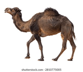 Dark Sandy Camel Dark Sandy Coat Long Neck Sing Isolated On White Background