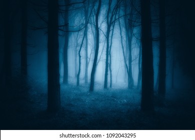 dark scary forest with creepy trees 