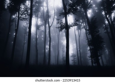 dark scary forest at night, fantasy landscape