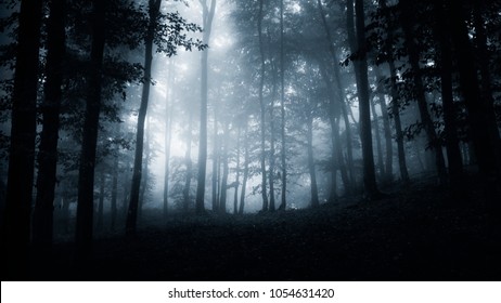 Dark Scary Forest Night Landscape