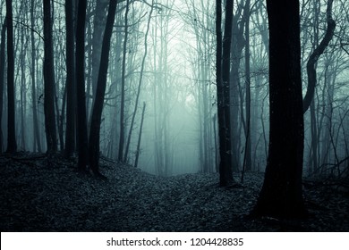 dark scary forest path, fantasy landscape