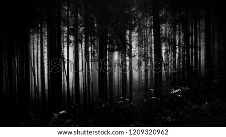 Similar – Image, Stock Photo Many shadows Tree Forest