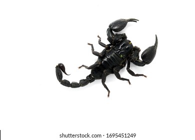 20,564 Black scorpion Images, Stock Photos & Vectors | Shutterstock