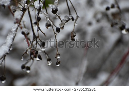 Dark seed remnants dangle beneath ice and snow. Clear droplets collect at their tips, giving the lifeless plant a quiet, suspended elegance.