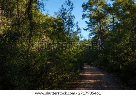 Dark shaded forest path surrounded by dense trees leading into the woods with a patch of blue sky visible above creating a mysterious and peaceful atmosphere
