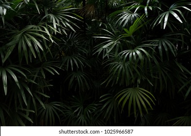 Dark shadow of Tropical leaves background - Shutterstock ID 1025966587