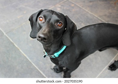 Dark Short Hair Daschund Puppy