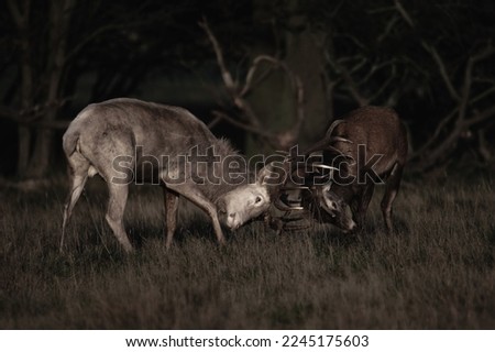 A dark shot of two wild deer fighting with antlers in a forest during nighttime