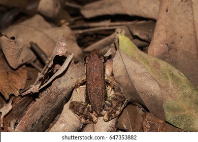 Dark sided Frog on dry leaf