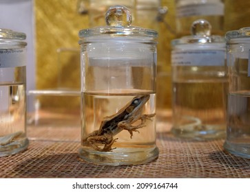 Dark Sided Frog preserved in formaldehyde in glass jar. Preserved specimens of frogs in flasks. Wet specimens.