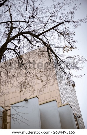 The dark silhouette of bare tree branches against a modern building with a geometric facade. An urban nature scene showing the contrast of organic and man-made forms in winter.